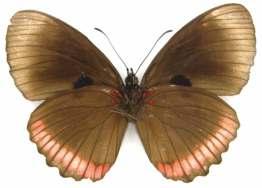 Catálogo Ilustrado de las Mariposas 87 Biblis hyperia hyperia (Cramer, 1779) Longitud del AA: 28,5 mm. Descripción: mariposa negra en vista dorsal con el borde más claro en el AA.