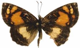 96 Reserva de la Sociedad Civil Rogitama Biodiversidad, Arcabuco, Boyacá - Colombia Tegosa selene (Röber, 1913) Longitud del AA: 17,5 mm. Descripción: de color negro en vista dorsal.