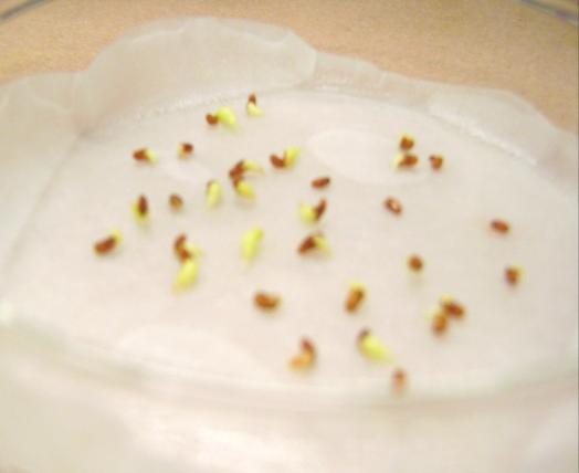 semillas y la viabilidad del embrión para desarrollarse en una plántula, sin la adición o tratamiento pre germinativo de la semilla. 3.