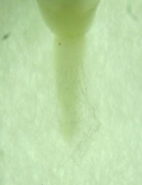Las plántulas tienen una forma cilíndrica u ovoide, una coloración verde y cotiledones casi indistinguibles a simple vista en el
