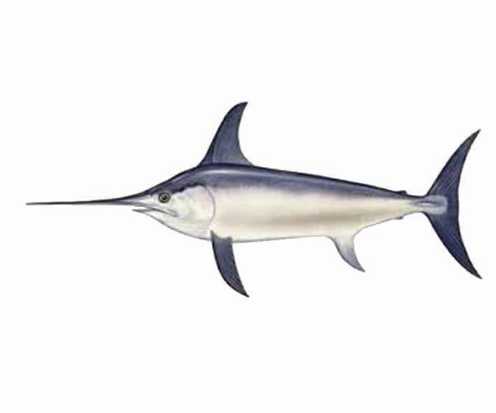 Longfin tuna Thunnus alalunga