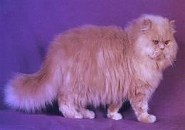 GATOS DE PELO LARGO. El gato más común de pelo largo es el persa. Estos gatos tienen cuerpos cortos, cabezas redondas, narices cortas y orejas pequeñas.