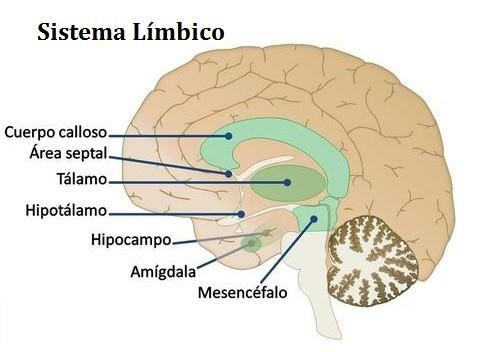 El sistema límbico Es una región más evolucionada que el reptiliano y sería propio de los mamíferos antiguos, por lo que también se le llama cerebro