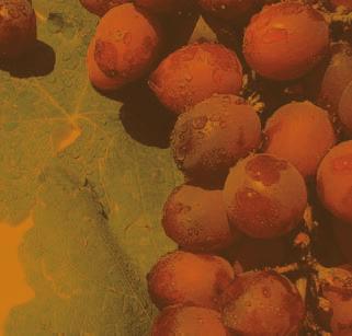 Uvas frescas: Aumento de la producción y apertura comercial Desde la campaña 2008/2009 las exportaciones de uvas vienen mostrando un gran dinamismo.