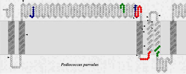 Desarrollo de un método de RTi-PCR para la detección y estimación de las poblaciones de BAL productoras de (1 3)(1 2)-β-D glucano 8 7 40 30 Y= 3,81x+34,48 R 2 =0,967 6 20 5 4 10 0 1 2 3 4 5 6 7 Log