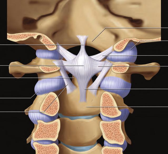 posterior Ligamento nucal Columna: Columna vertebral, discos y musculatura paravertebral Basión Extensión superior del ligamento cruciforme Ligamento cruciforme Diente anterior al ligamento