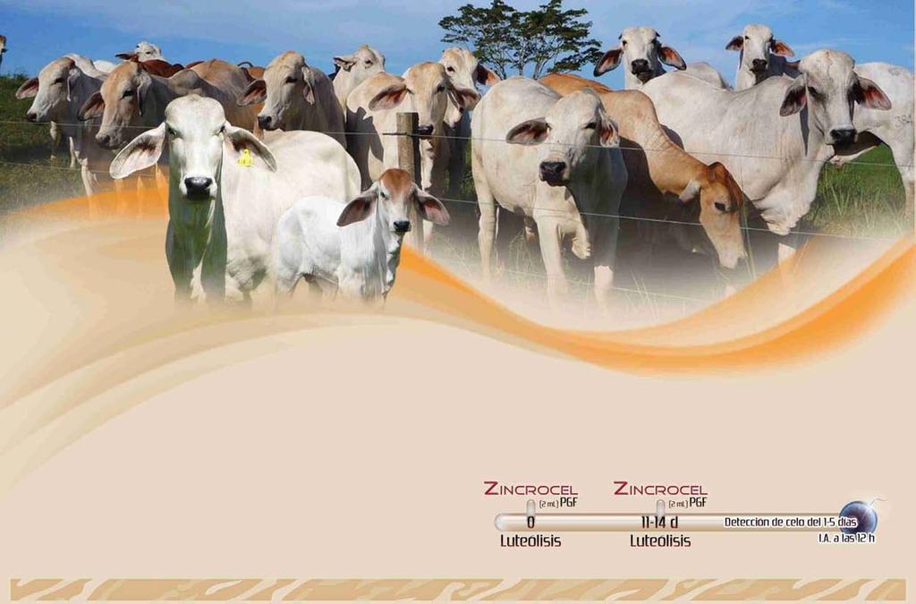 Involución del cuerpo lúteo en vacas Una sola inyección de PGF2α es eficaz para inducir la luteolisis a partir del día 5 a 7 del ciclo.