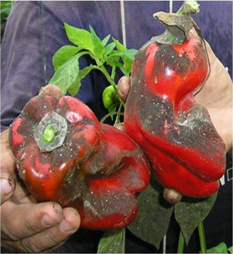 METODOLOGIA DE TRABAJO El programa de Implementación de Bio Control se lleva a cabo en fincas con cultivo de pimiento.