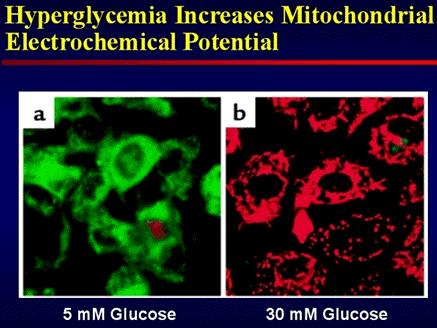 Mitocondria en hiperglicemia Mitocondria:origen del daño Brownlee, 2006 Mitocondria euglucemia CI,II