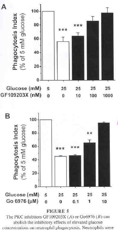 Glucosa mm Experimental Diab 2003;4:125 Hepatitis A:Inmunización Linfocitos T dependiente Vacuna