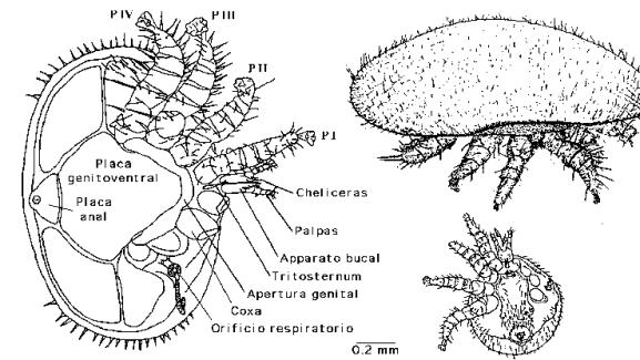 Figura 2: Morfología externa del ácaro Varroa