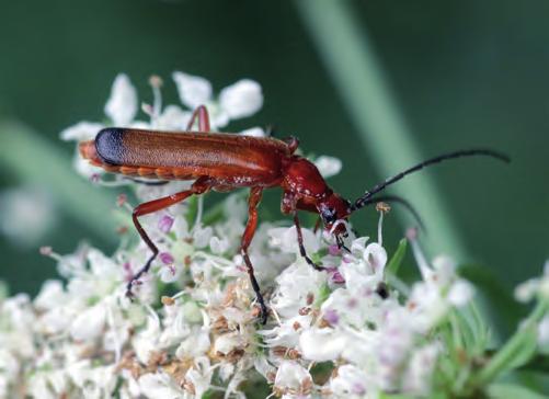 Escarabajos coraceros Filo: Arthropoda Clase: Insecta Orden: Coleoptera Familia: Cantharidae Los coraceros o escarabajos soldado son coleópteros alargados, de colores variables y élitros blandos, que