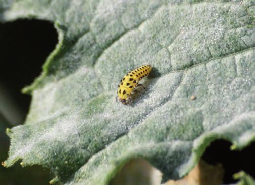 Su desarrollo larval se produce en plantas infestadas de áfidos (pulgones) y otros insectos presa y, dependiendo de las especies, habrá una, dos, tres o varias generaciones en un mismo año.