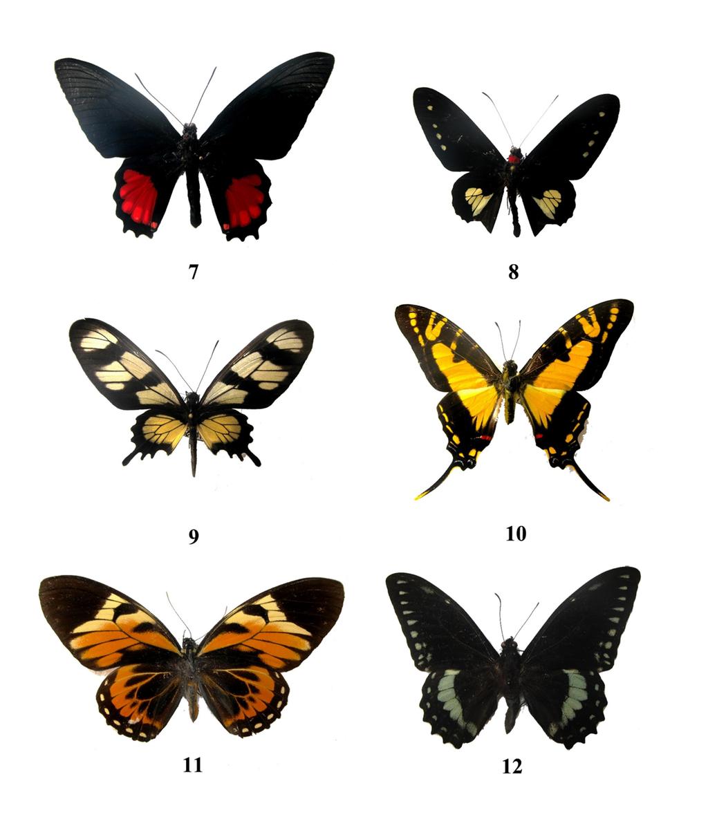 Salazar & Arias. Catálogo de los Rhopalocera.Familia Papilionidae Figura 3.