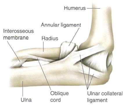 ARTICULACIONES El lugar donde dos o más huesos se unen anatómicamente es denominado articulación.