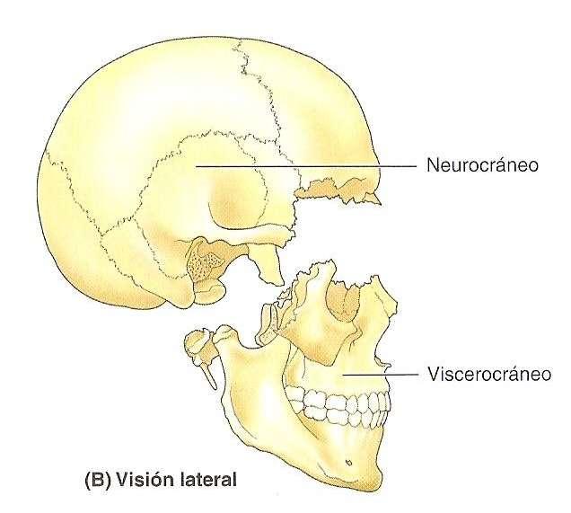Huesos del cráneo
