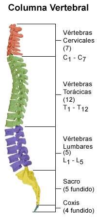 división La columna vertebral del adulto posee 26 vertebras, las cuales se distribuyen de las siguiente manera: 7 vertebras cervicales 12 vertebras