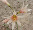 Perianto Etambre - Androceo Envoltura floral generalmente por el cáliz y la corola.