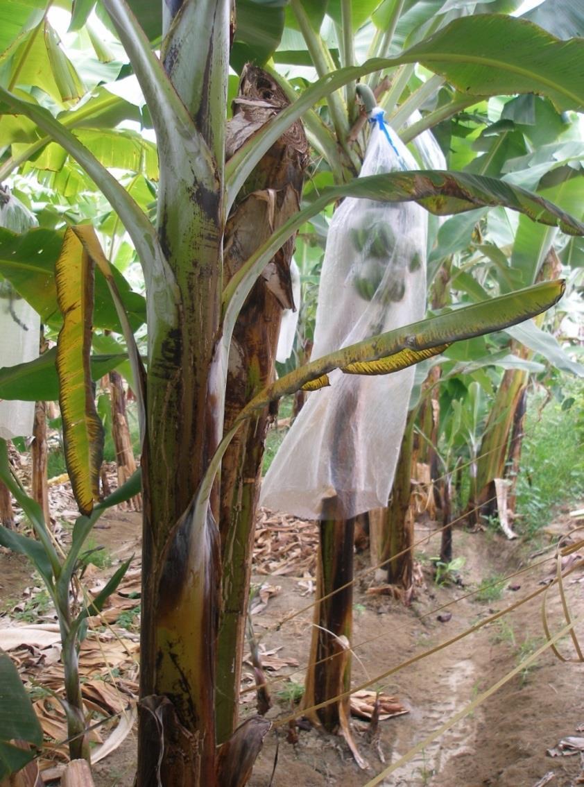 El banano es un cultivo de gran importancia comercial, en Tumbes y Piura.