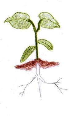 periodo la planta emite la inflorescencia, ocurre la polinización, desarrollo de las vainas y maduración de las semillas.