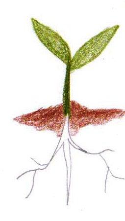 Fructificación y maduración de las semillas Es la culminación del ciclo productivo de la planta, va de las semanas 12 a la 20, durante este periodo la planta desarrolla los