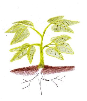 ESTABLECIMIENTO Periodo de siembra: todo el año Establecimiento: trasplante Manejo del semillero Se puede sembrar en cajas, charolas o recipientes pequeños.