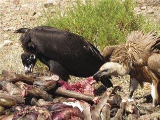 Buitre negro y buitre leonado alimentándose de restos de ungulado silvestre tras una cacería. Foto: Fundación CBD-Hábitat.