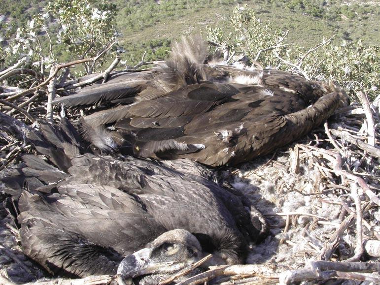 Cadáveres de buitres adultos muertos tras la ingesta de alimentos tóxicos. Foto: Fundación CBD-Hábitat.