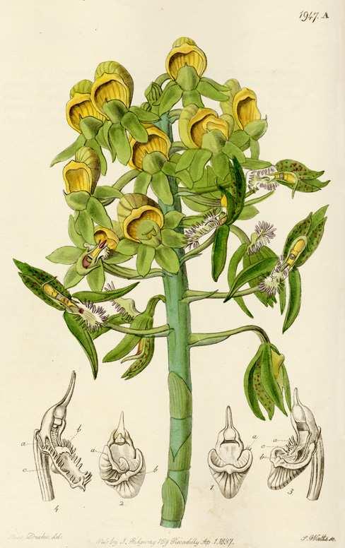 FIGURA 2. Flores intermedias de Catasetum. Esta lámina, publicada originalmente en 1837 en Edwards's Botanical Register, muestra una inflorescencia de Catasetum cristatum Lindl.