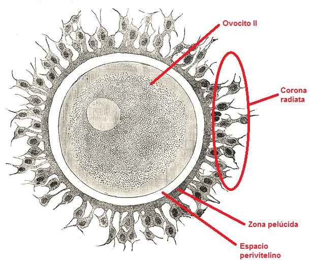 El ovocito primario crece y las células foliculares cambian su forma de plana a cúbica, para luego proliferar formando un epitelio (dos capas de células con forma diferente).