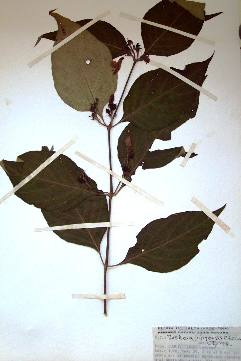 C. Ezcurra - Acanthaceae 57 Foto 16. Justicia jujuyensis. Foto de L. J. Novara.