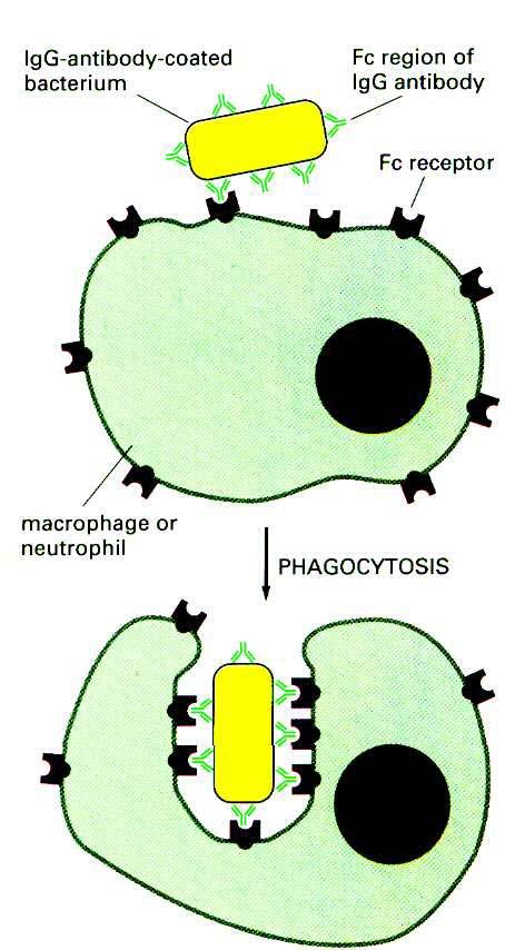 Fagocitosis activada por