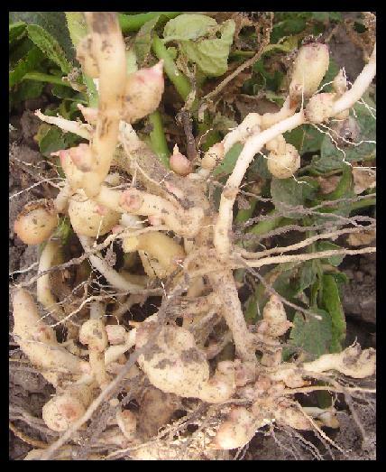 Son causadas por incremento súbito de la temperatura que provoca la pérdida parcial del reposo vegetativo en las yemas de un tubérculo en crecimiento.