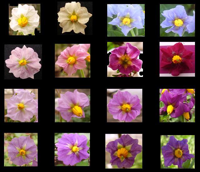 6 Variable Nº 8. Color de flor Característica importante para la identificación clonal. La Fig. N 2 muestra la variabilidad e intensidad del color de flor registrada en la Costa del país (La Molina).