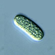 CYANOBACTERIA Algas verdeazules o Cyanophyta Son bacterias con fotosíntesis oxigénica.