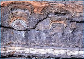 fijado Estromatolitos: rocas formadas por la actividad de las cianobacterias Los fósiles mas antiguos