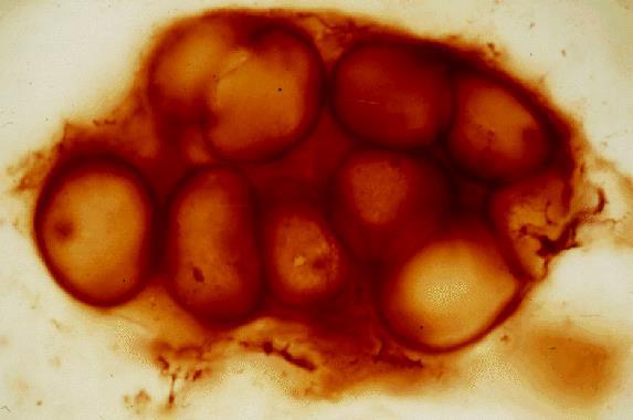 Fósiles de cianobacterias Los fósiles mas antiguos que se conocen son de cianobacterias, del Arqueano (3500 ma) estromatolitos Como la morfología del grupo se mantuvo con pocos cambios, son