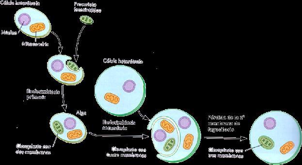 La evolución de las algas y el origen de los cloroplastos: Teoría de la endosimbiosis Lynn Margulis 1967 cianobacteria fagocitosis