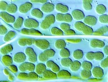 cianobacterias: 2500-3000 genes cloroplastos: 250-300 genes La comparación del genoma de cianobacterias con el del cloroplasto y el genoma