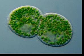 Clasificación de las algas según la estructura de los plástidos, en base a la teoría endosimbiótica Grupo 1.