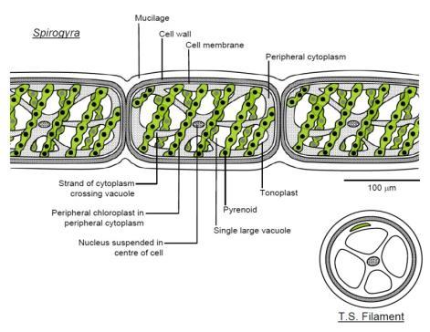pirenoides tubo de conjugación Ciclo de vida haplonte sin