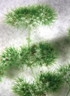 DIVISIÓN CHLOROPHYTA: Clase Charophyceae Charales Crecimiento apical Talo dividido en: Nudos: anillos de células de crecimiento