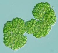 Botryococcus aparece en el registro fósil en el
