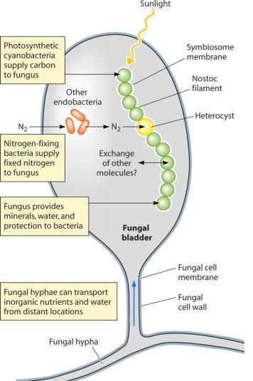 Endosimbiosis en tiempos modernos Las algas forman