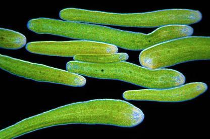 (un cnidario) En general el alga queda encapsulada en