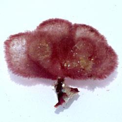 DIVISIÓN RHODOPHYTA: algas rojas Probablemente el grupo más antiguo de algas Mayormente marinas Cloroplasto rodeado por su doble membrana (evento primario) Clorofila a y d