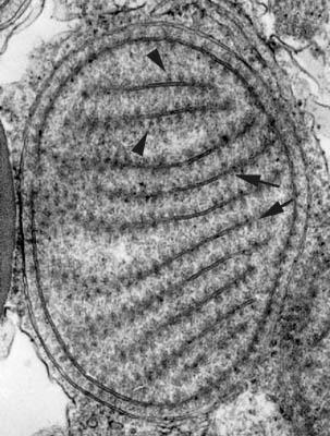 Pueden ser articuladas (Corallina: con ramas flexibles) o crustosas Ciclos de vida complejos: haplodiplonte, haplo-diplo-diplonte DIVISIÓN RHODOPHYTA Porphyridium sp.