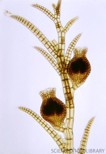 produce carposporas (2N) por mitosis que al germinar regeneran el tetraesporofito tetrasporas Gametofito