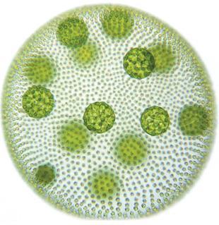 las algas puede presentar distintos niveles de organización y aspectos generales los cuales se denominan HÁBITOS. Los principales son: - FLAGELADO.