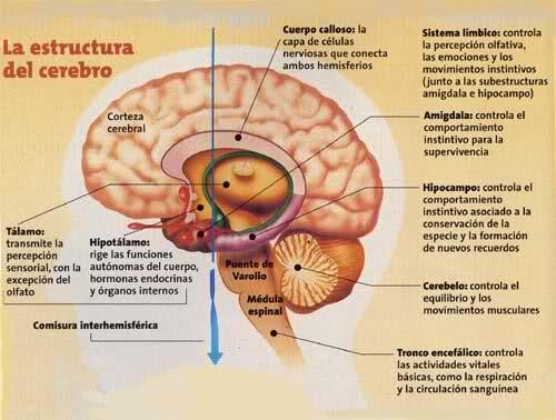 De esta imagen del cerebro podemos destacar el área del Sistema Límbico, área relacionada con la memoria, las emociones, la atención y el aprendizaje.